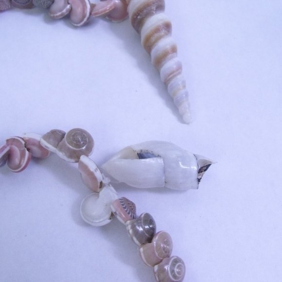 Seashell Umbonium Shell Garland - Picture 7 of 9